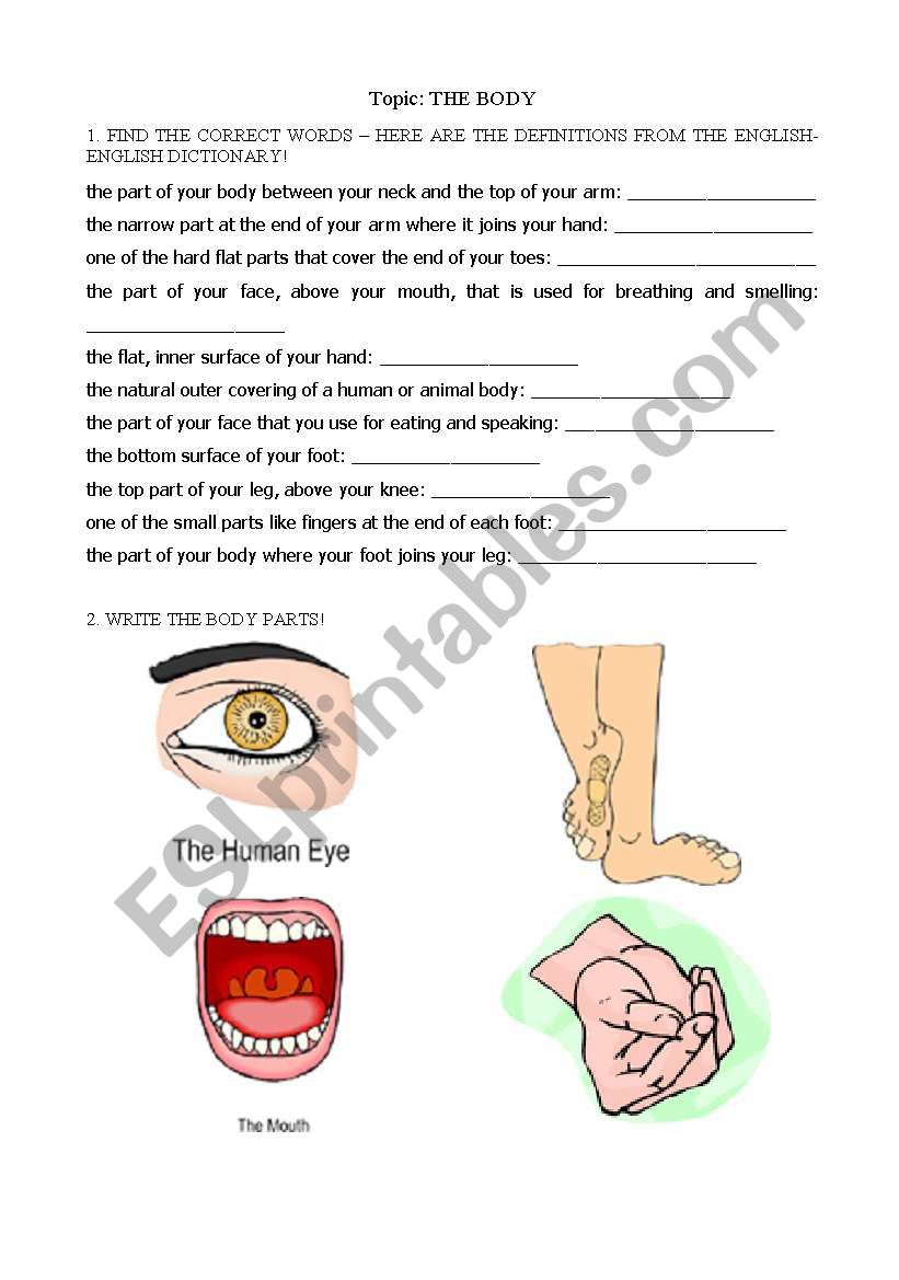 body parts worksheet