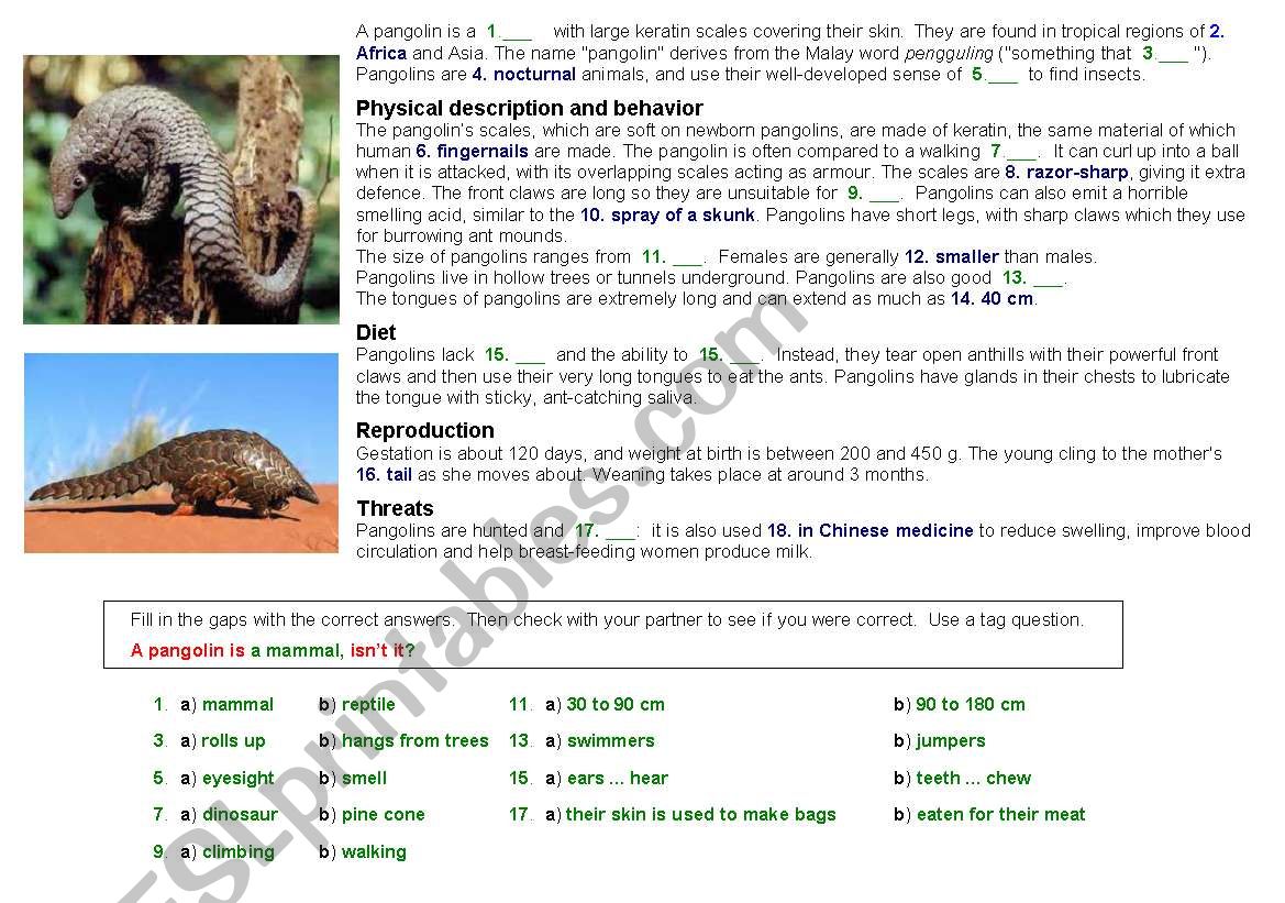 pangolins (unusual animal) worksheet