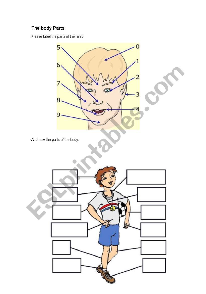 Body parts worksheet