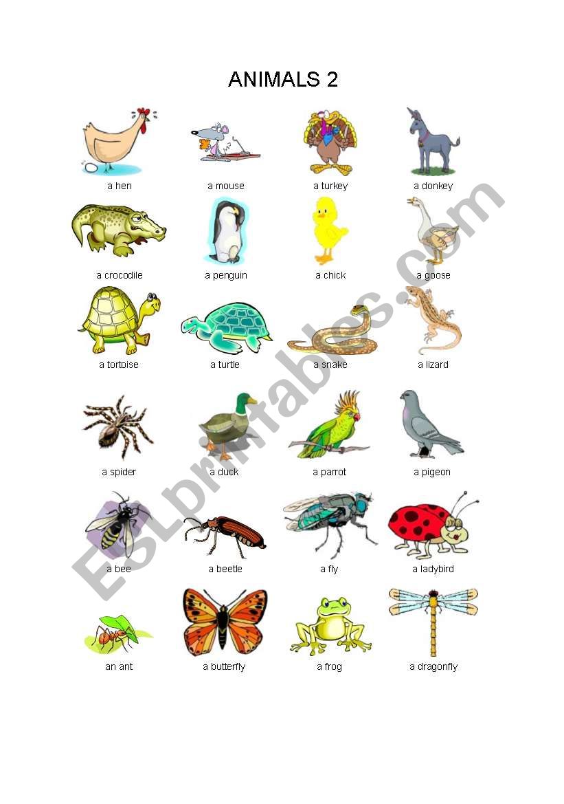 animals worksheet