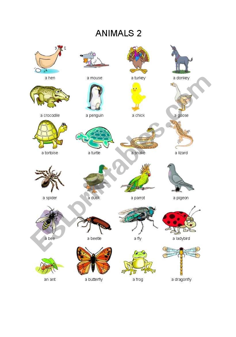 animals worksheet