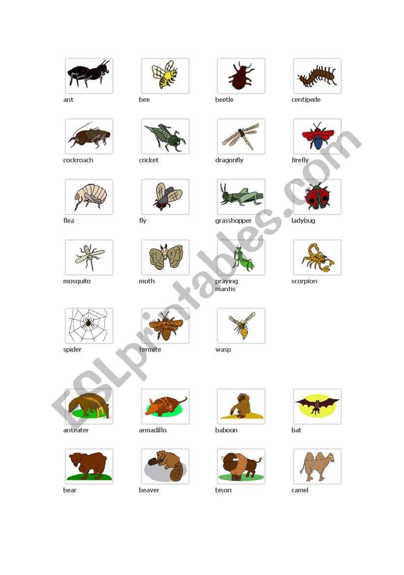 animals worksheet