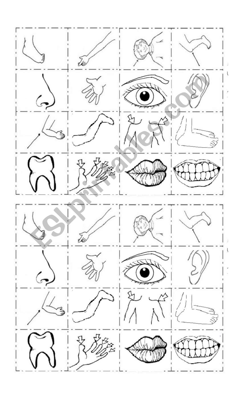 human bodys bingo worksheet