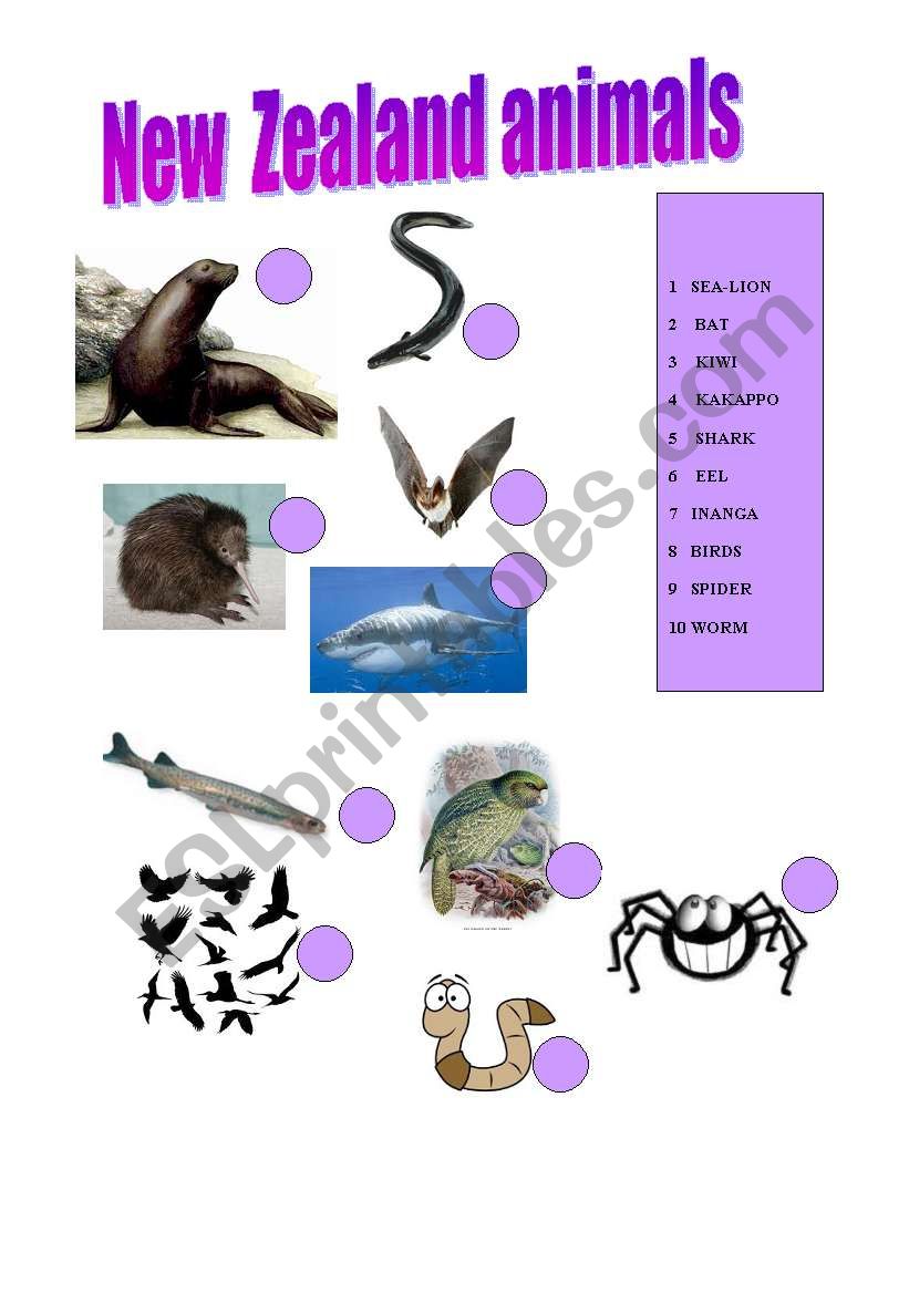 New Zealand- Animals worksheet