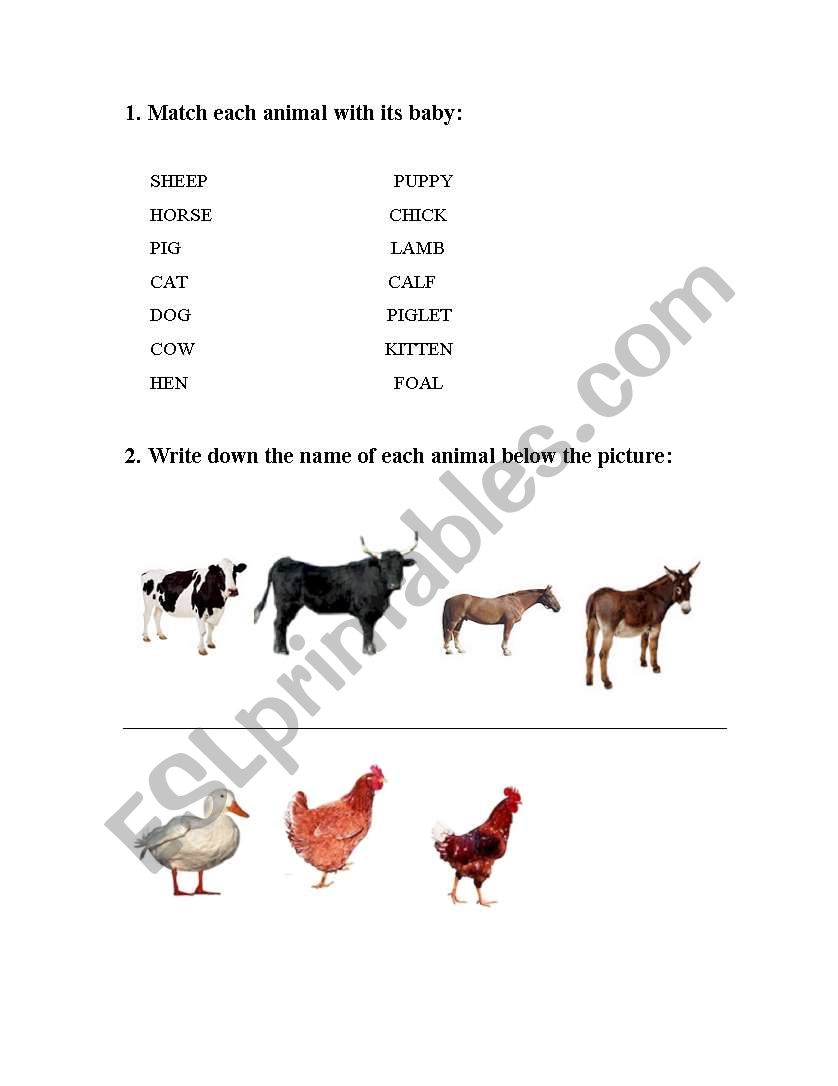 ANIMALS  worksheet