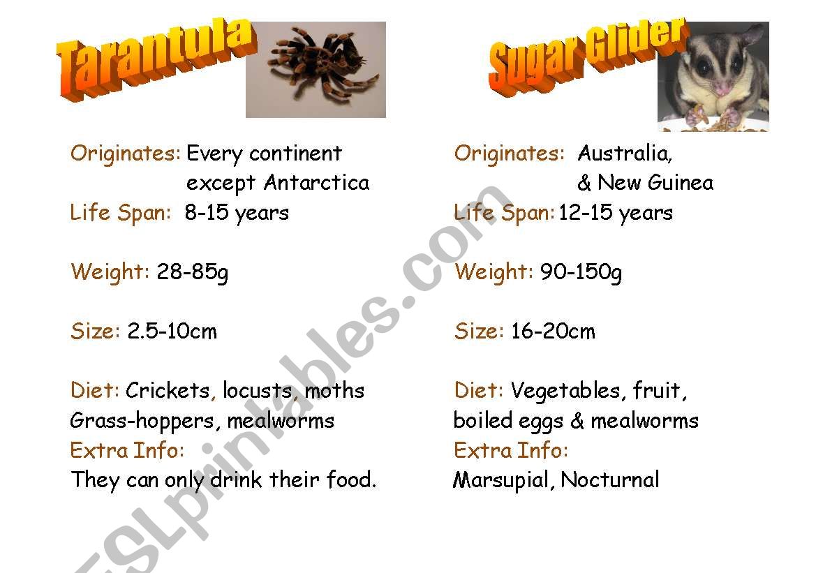 Exotic Pets worksheet