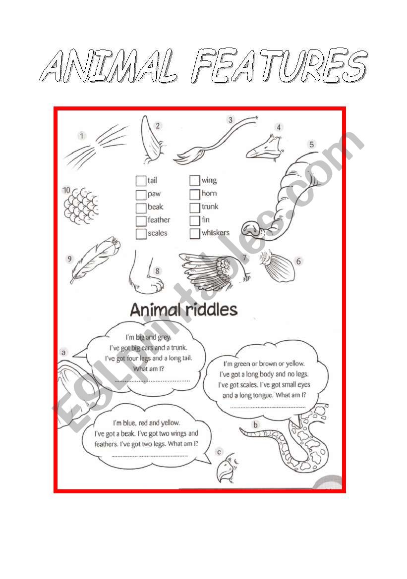 Animal features worksheet