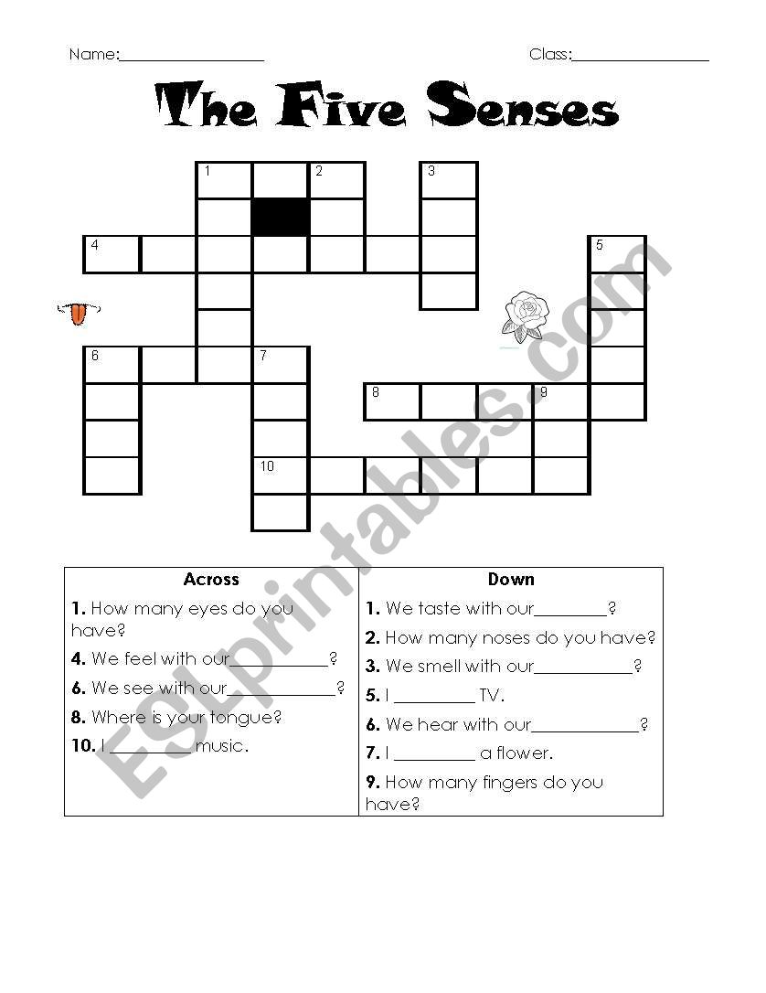 The Five Senses crossword  worksheet