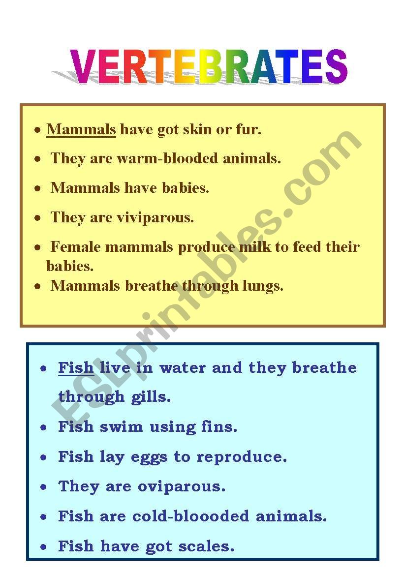 VERTEBRATES worksheet