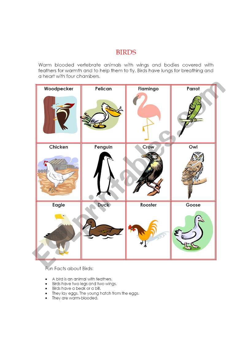 Animal Kingdom - Birds - ESL worksheet by ichacantero