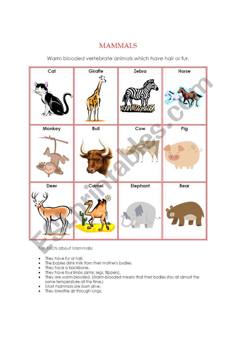 Animal Kingdom - Mammals - ESL worksheet by ichacantero