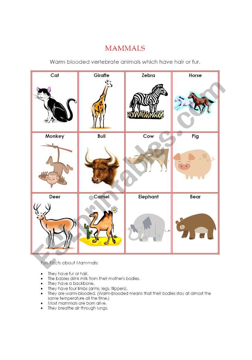 Animal Kingdom - Mammals worksheet