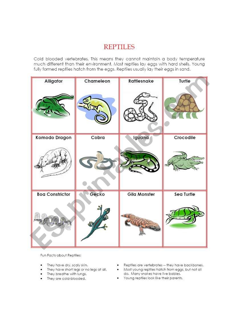 Animal Kingdom - Reptiles worksheet