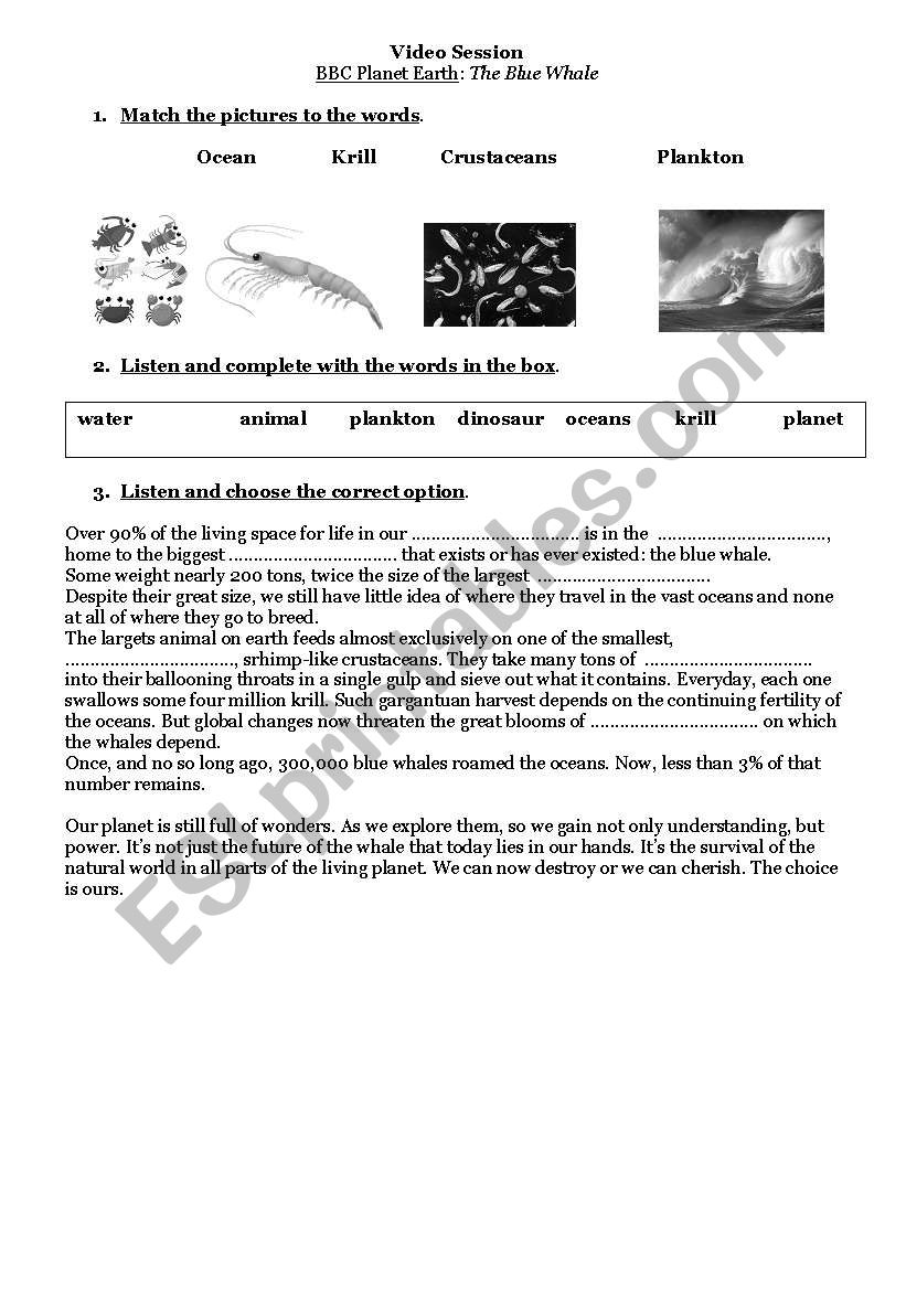 The Blue Whale worksheet