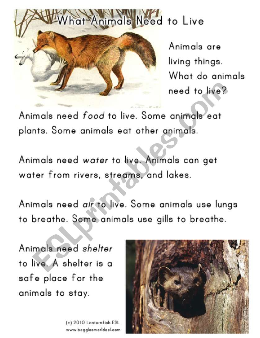 animal needs worksheet