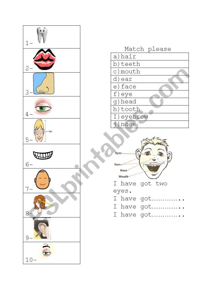 parts of head worksheet