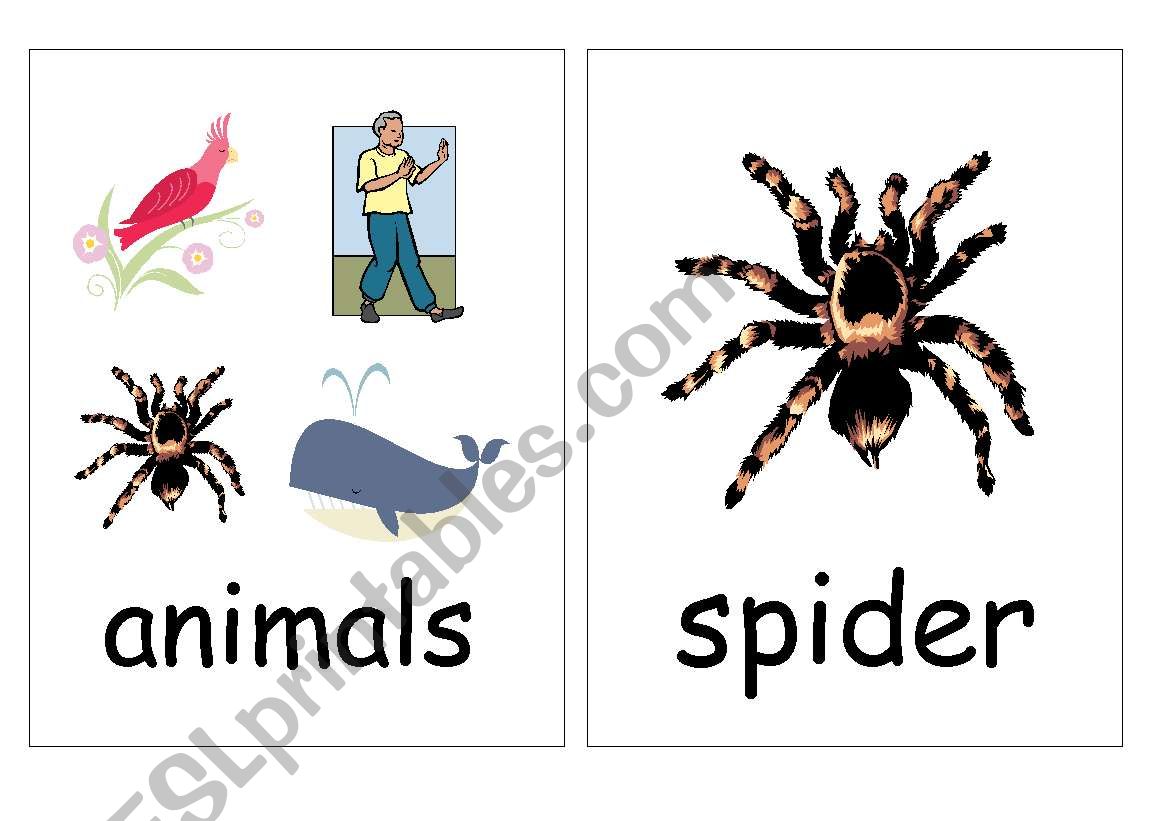 animals worksheet