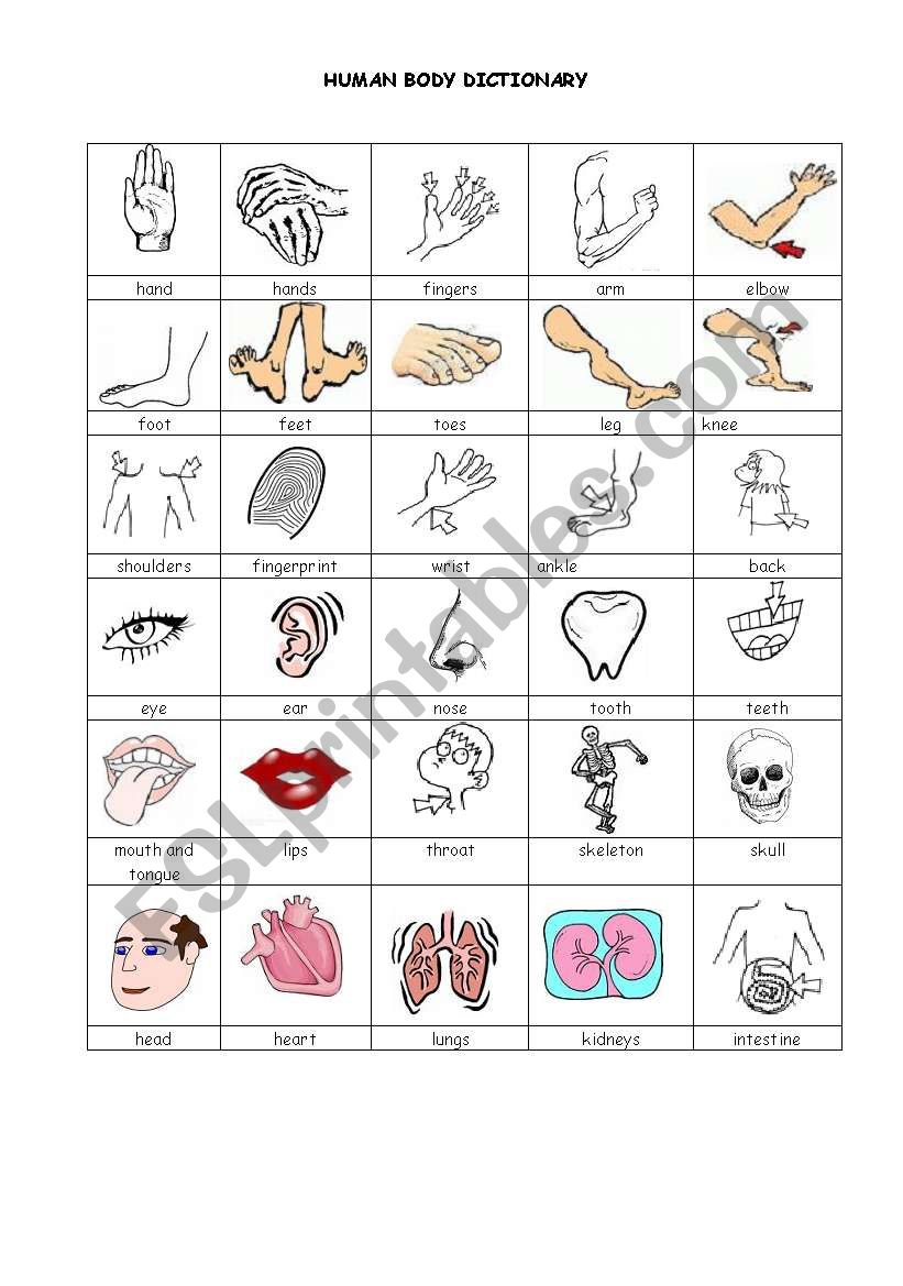 human body worksheet