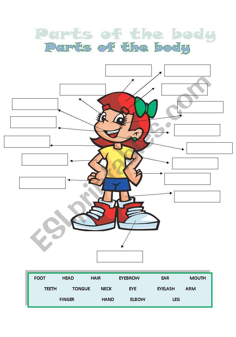 Parts of the body worksheet