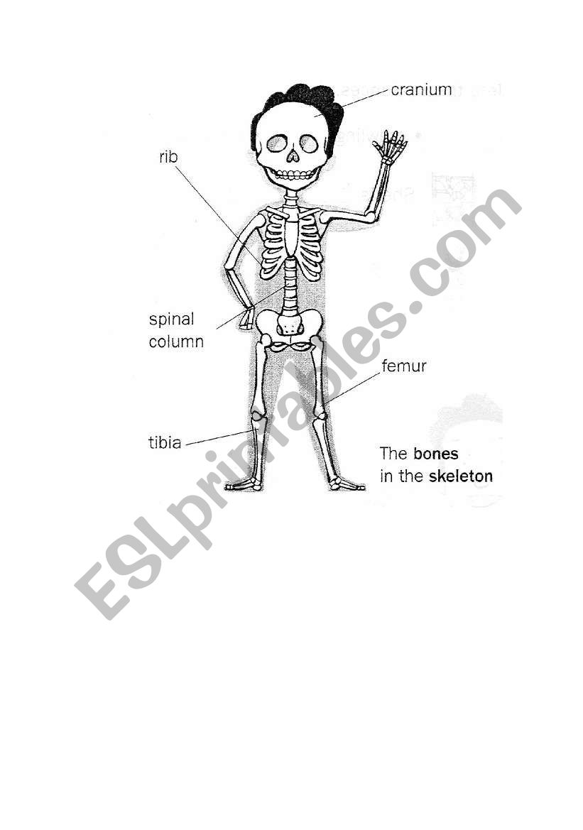 the  bones in our body worksheet