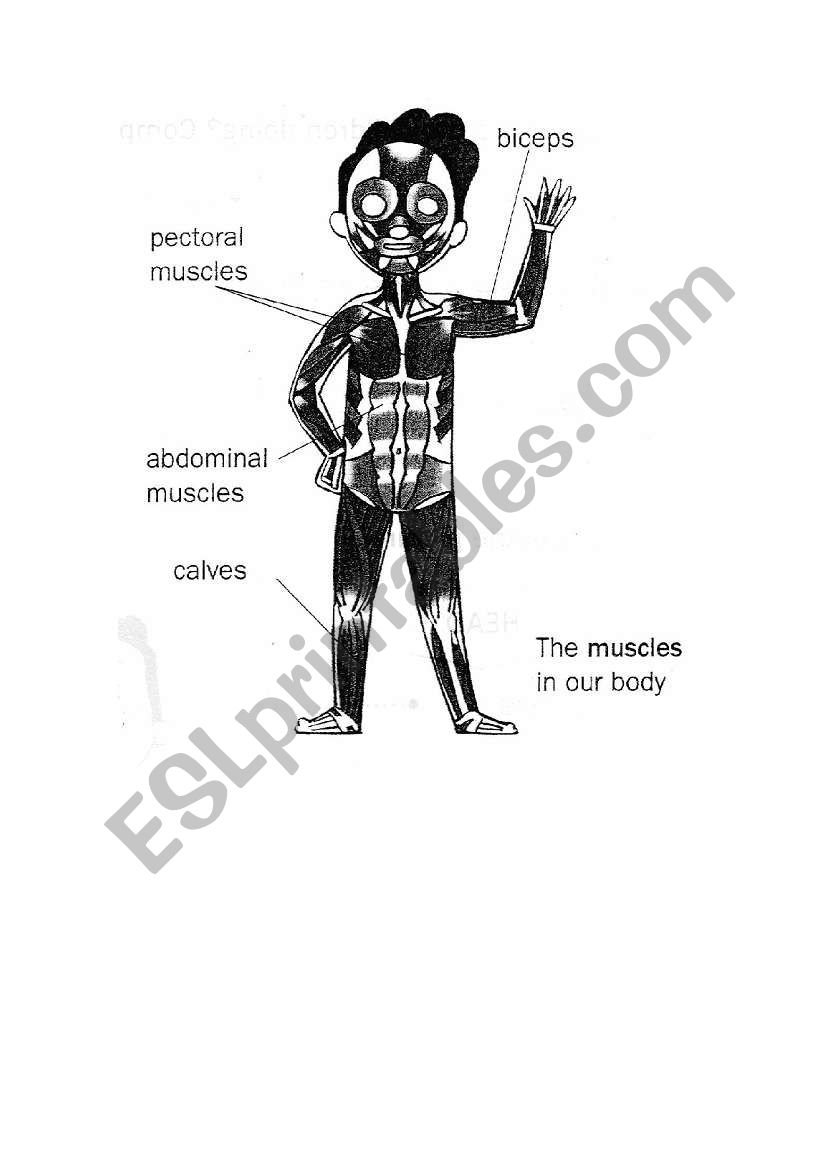 muscles in our body worksheet