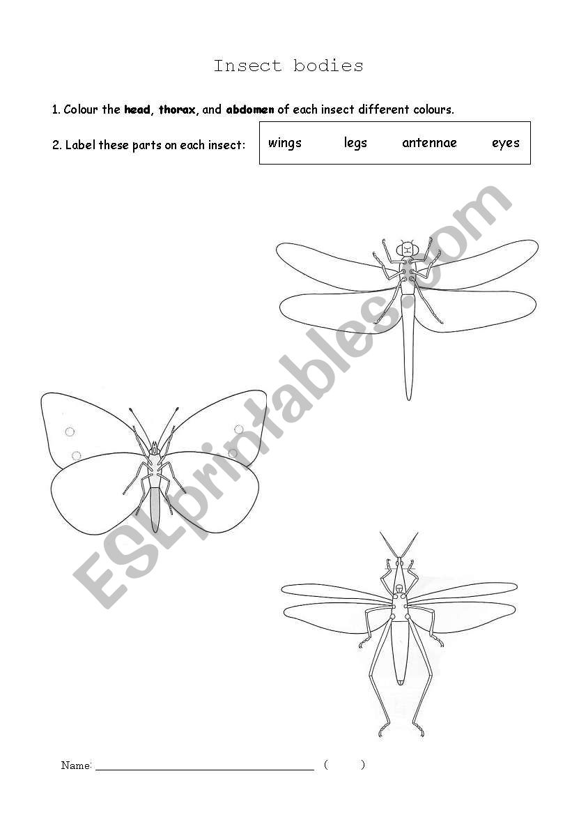 Insect Bodies worksheet