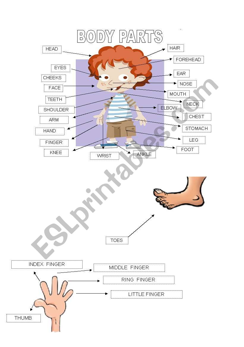 Body parts pictionary worksheet