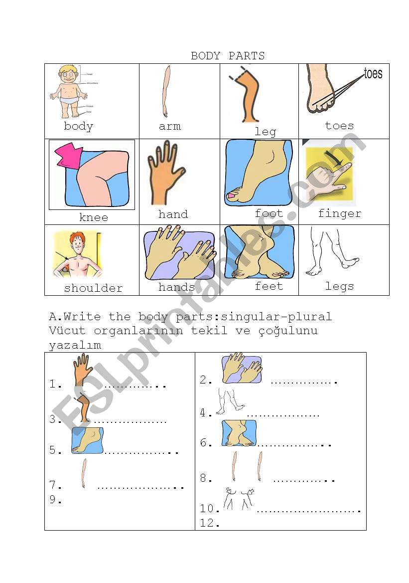 body parts worksheet