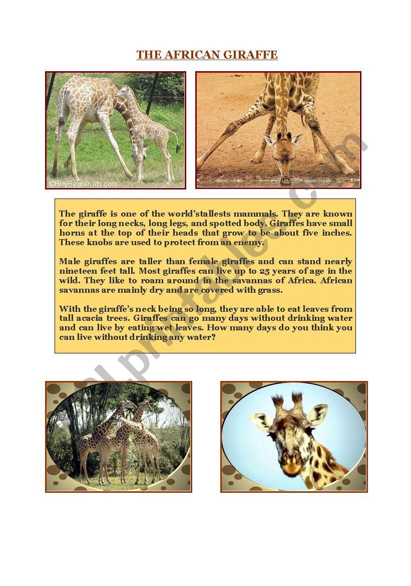 THE AFRICAN GIRAFFE worksheet