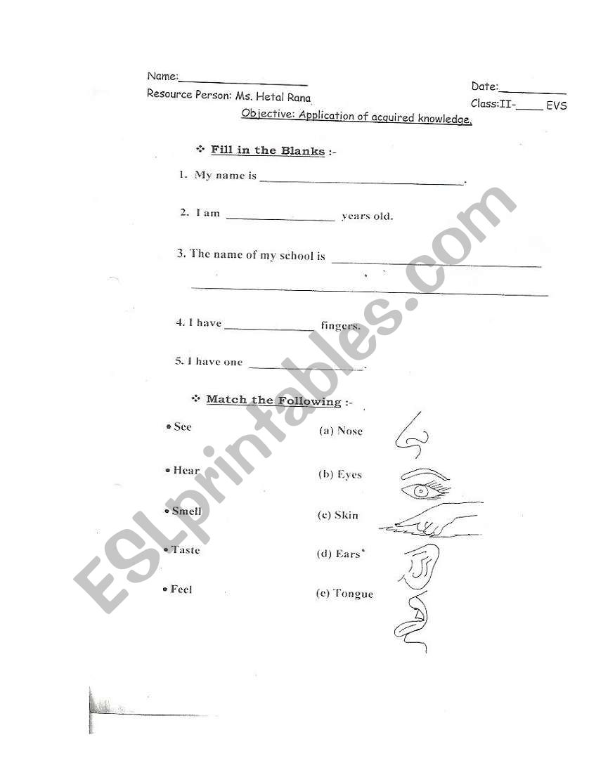 MY BODY & SENSE ORGANS worksheet