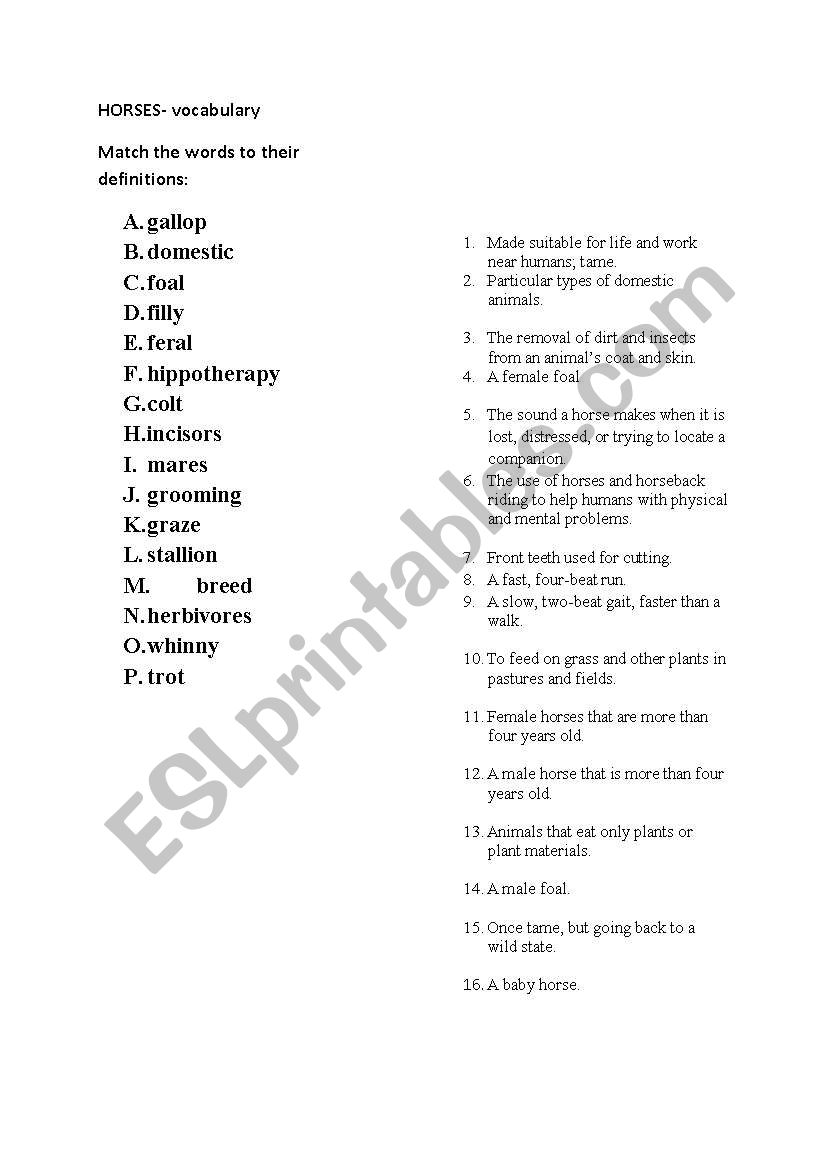 horses vocbulary worksheet