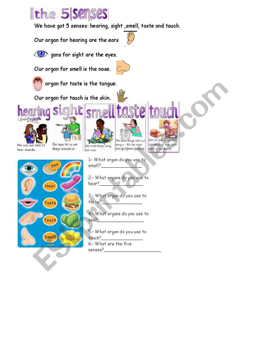 five senses worksheet