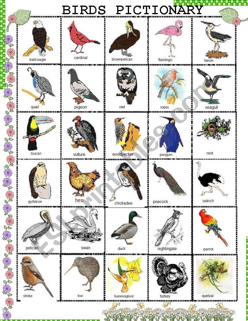 BIRDS PICTIONARY worksheet