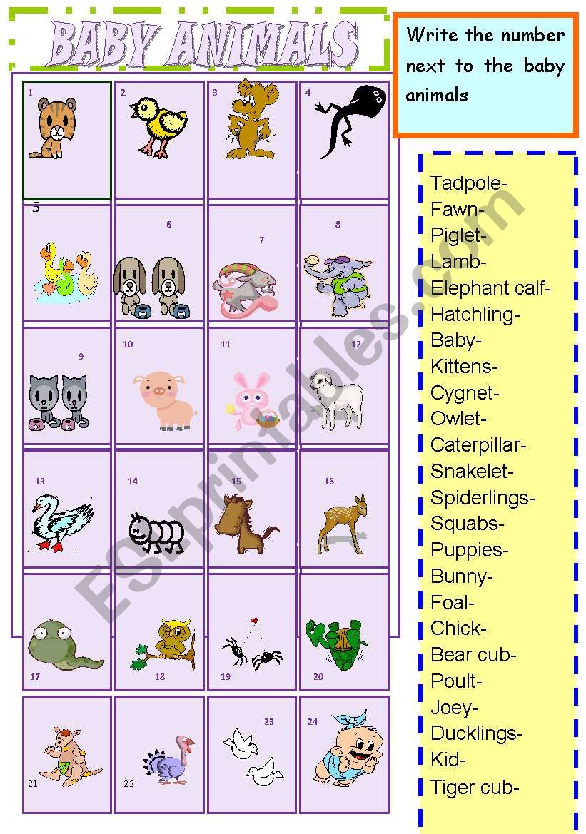 baby animals worksheet