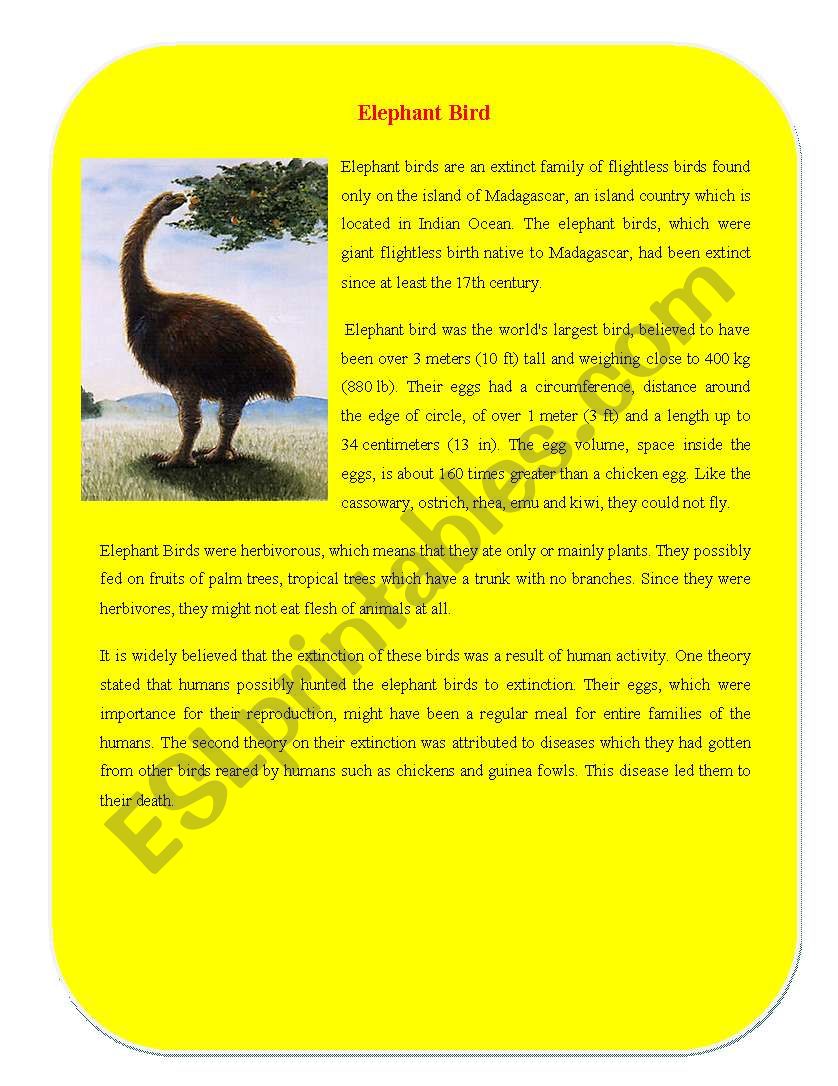 Extinct Animal Part 6 ( Elephant Bird)