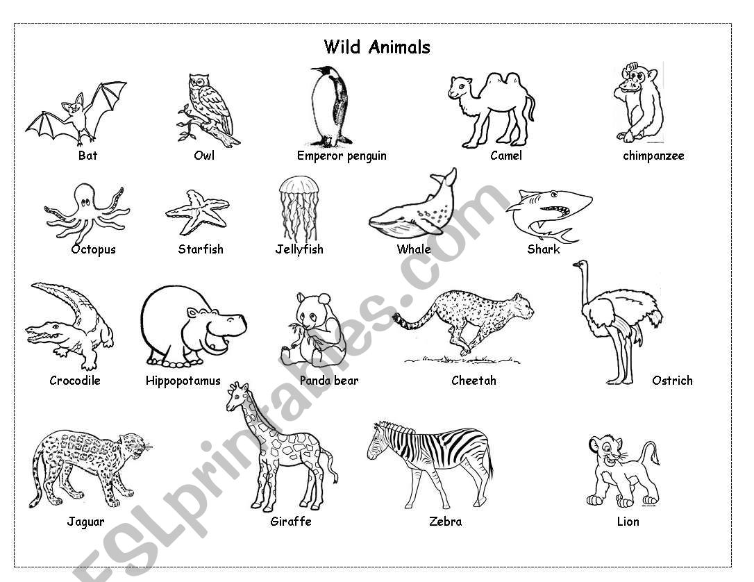 Wild animals worksheet