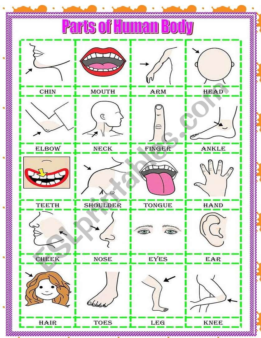 Human body pictionary worksheet