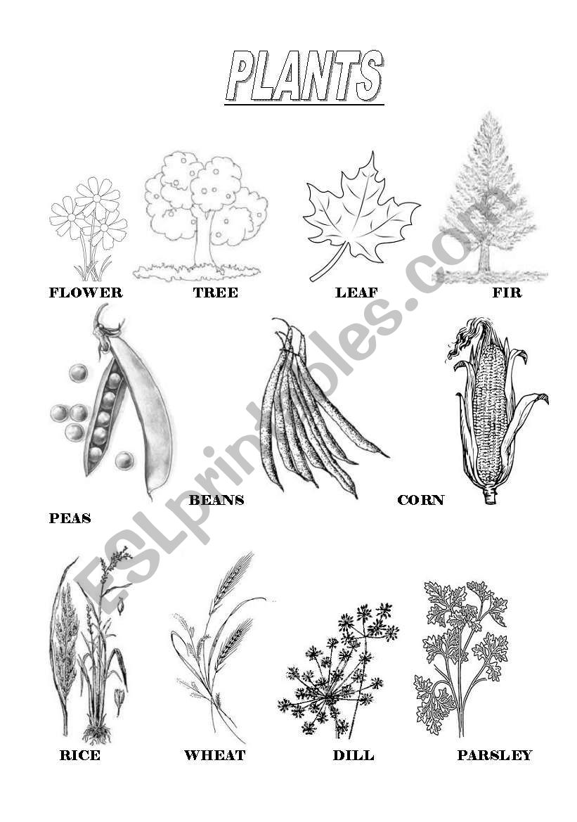 Plants worksheet