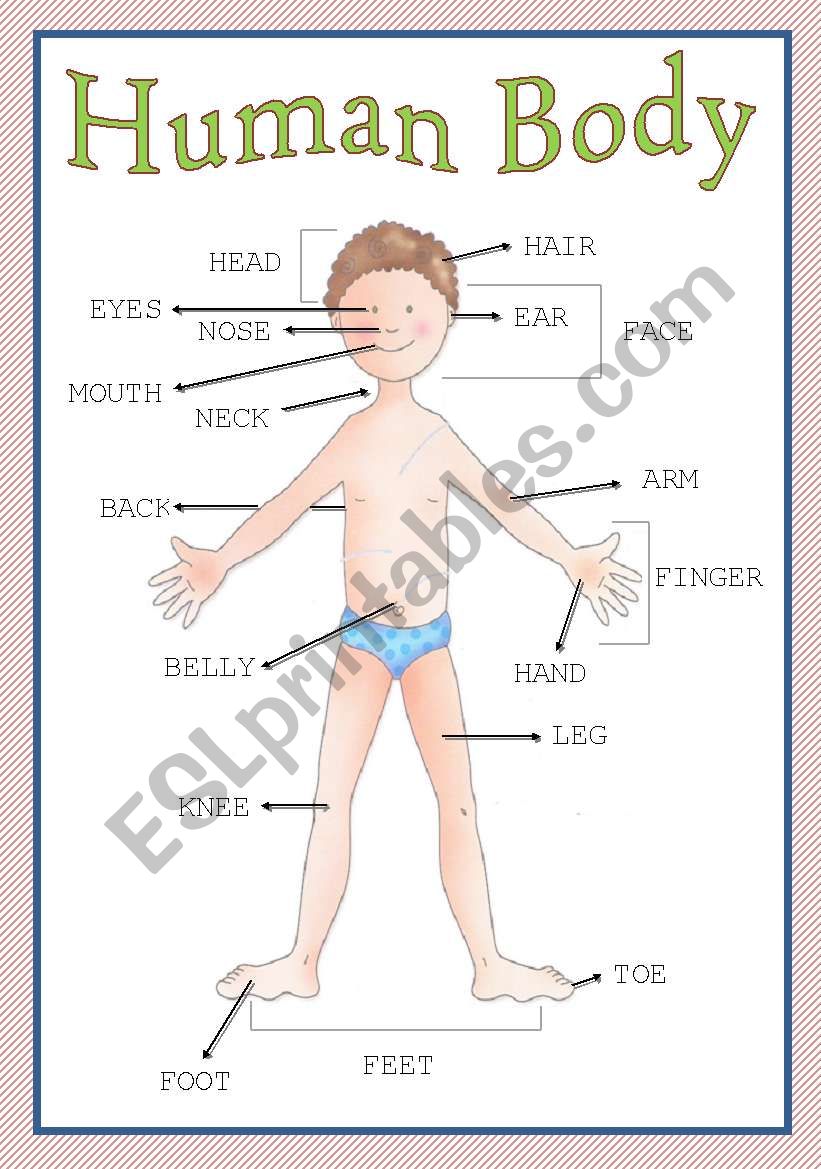 The Human Body  -  **fully editable**