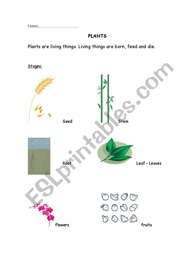 plants worksheet