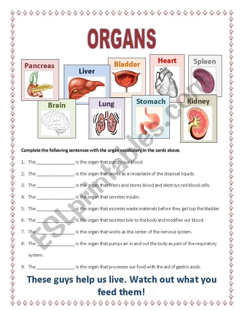 Organs worksheet