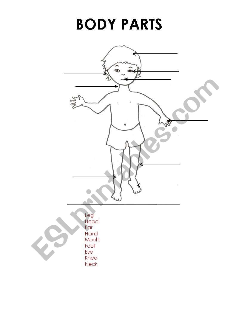 Body Parts worksheet