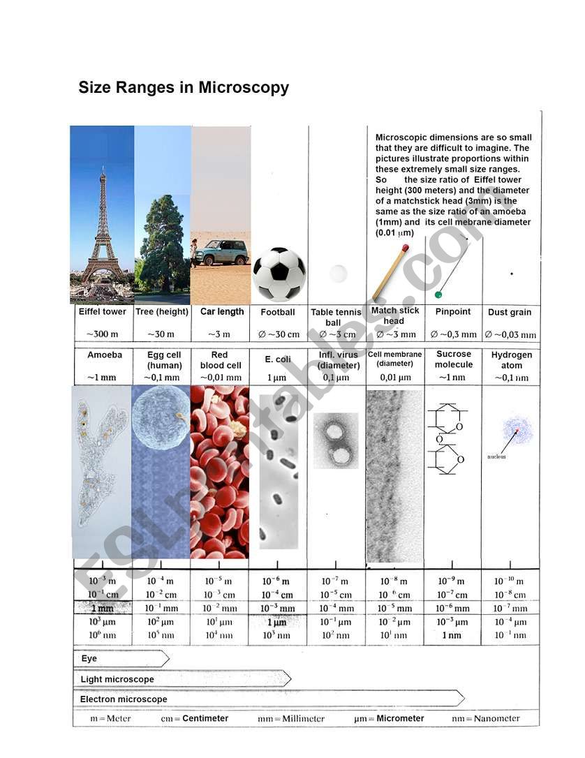 Size ranges in microscopy worksheet
