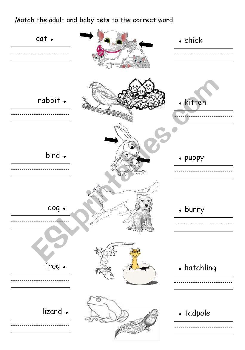 pets worksheet