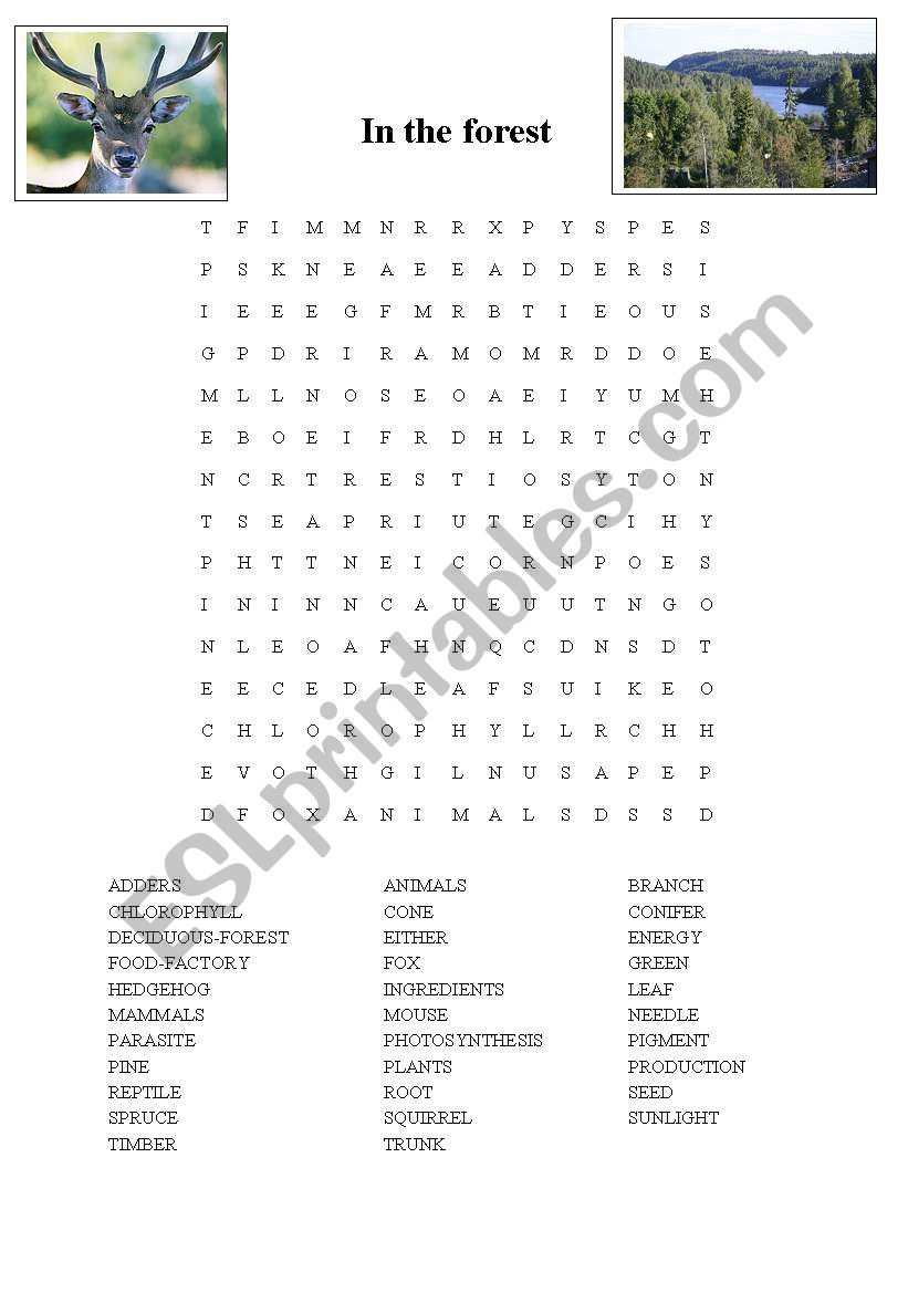 In the forest, wordsearch worksheet