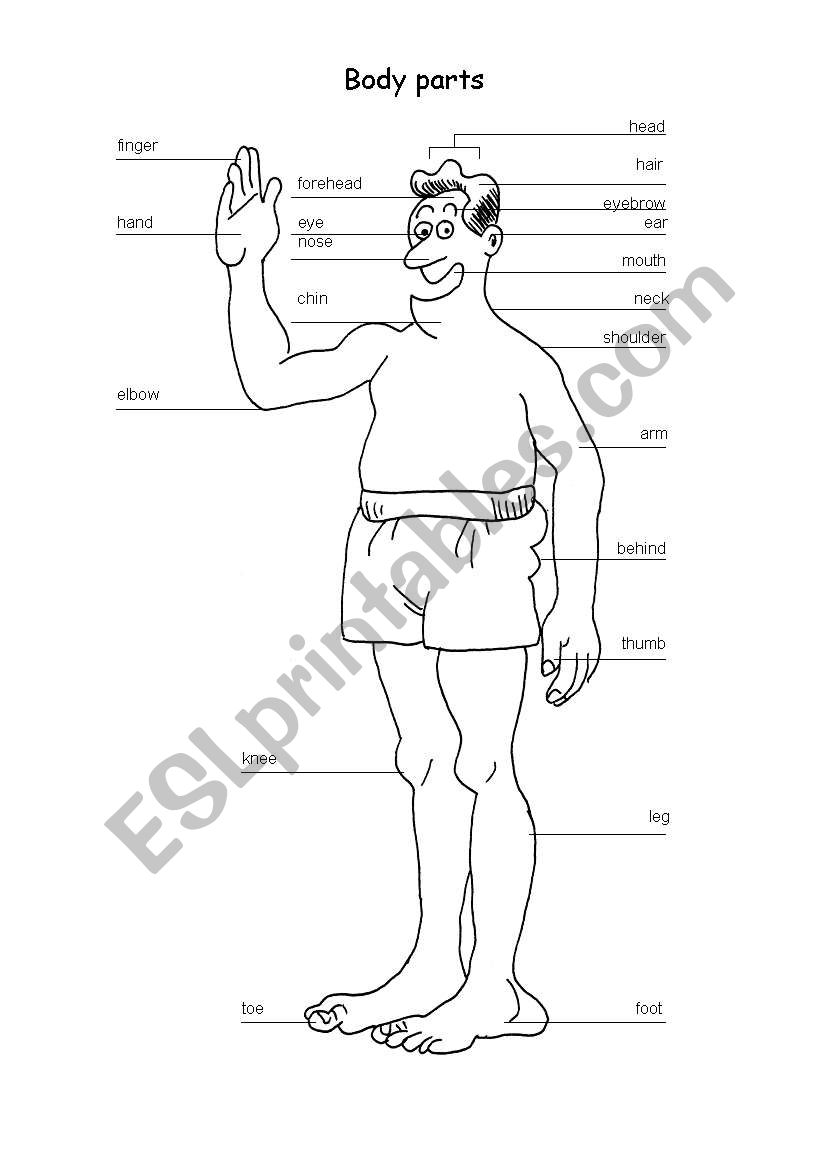 English Body Part worksheet