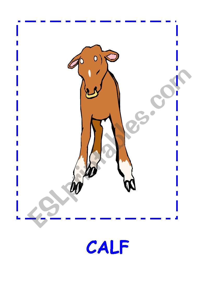 ANIMALS FLASHCARDS.CALF,MONKEY,BIRD,HORSE....