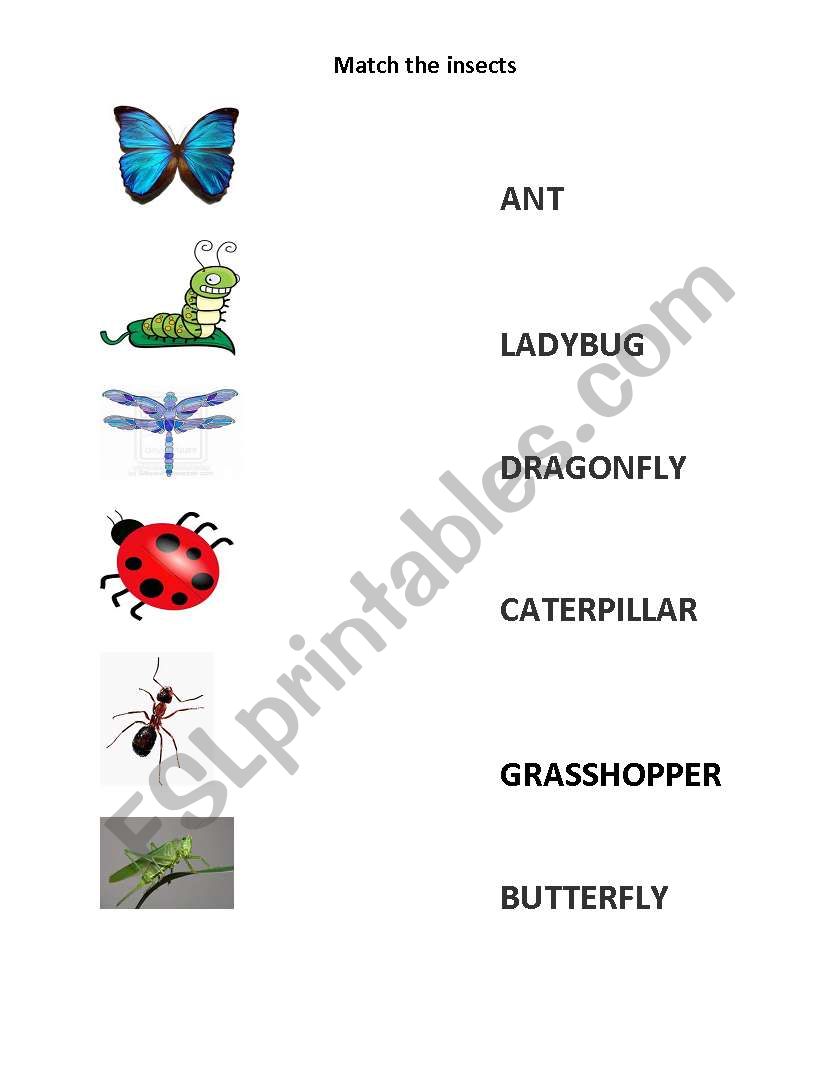 INSECTS match the word worksheet
