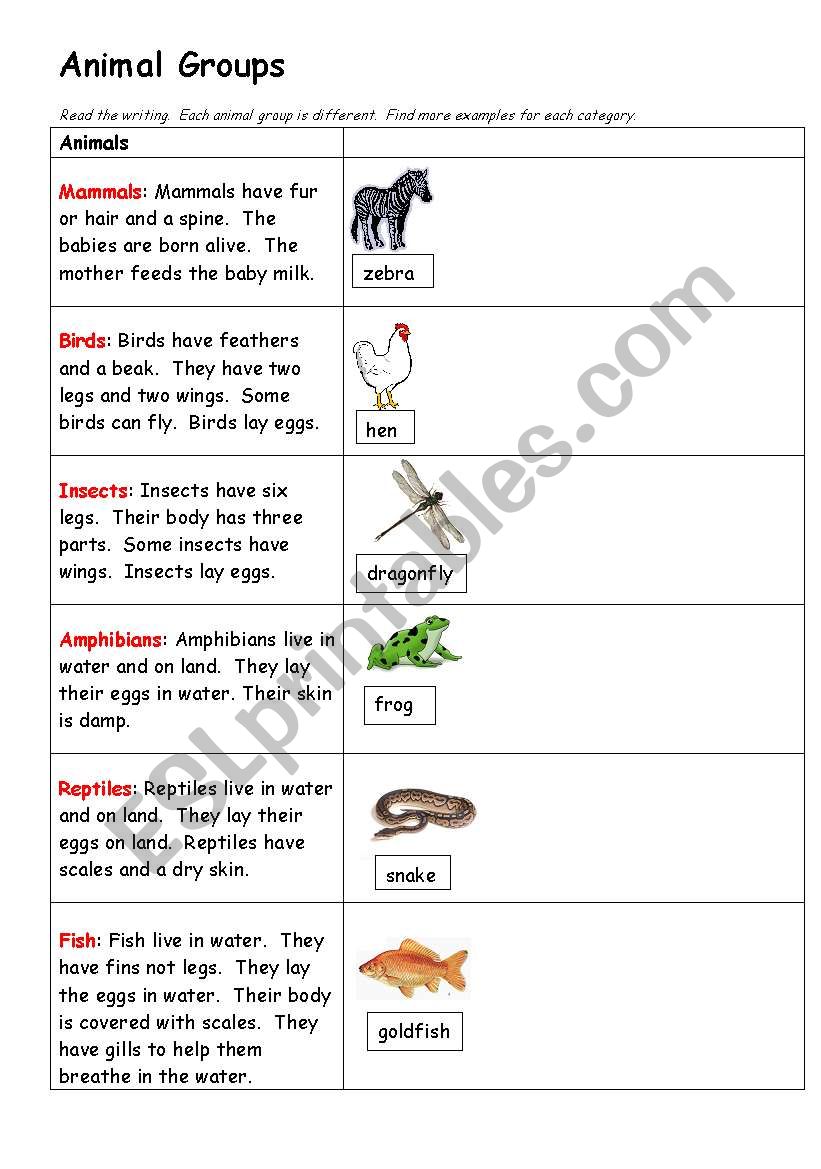 Animal Groups worksheet