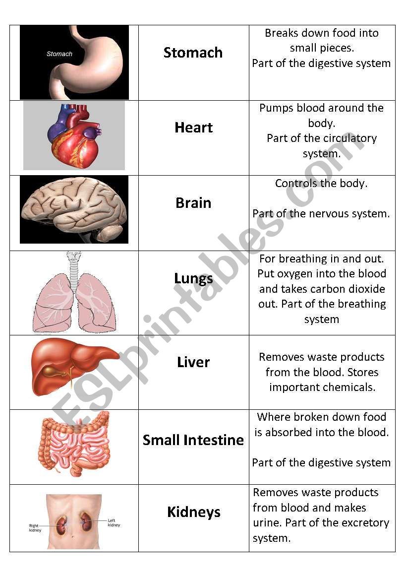 Human Organs Card Sort worksheet